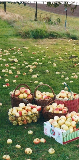 Rote Sternrenette aus dem Apfel-Jahrgang 2016