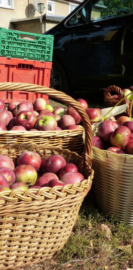 Rote Sternrenette aus dem Apfel-Jahrgang 2016
